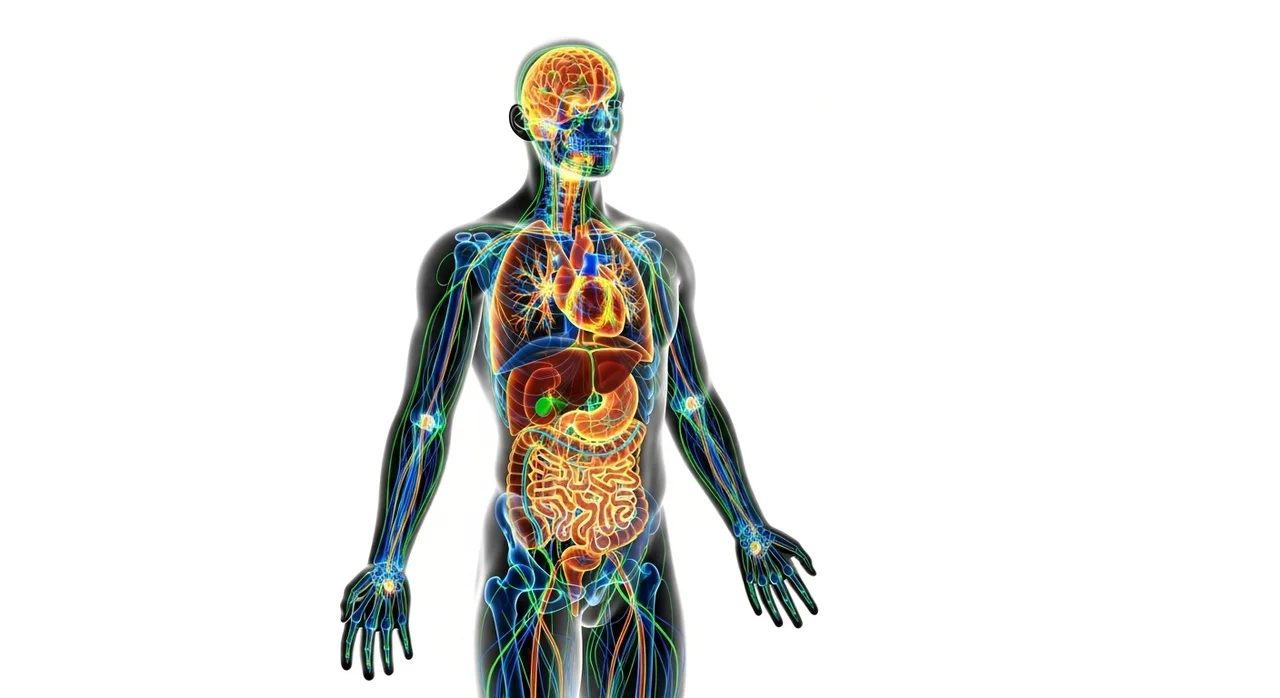기초대사량(BMR)이란 무엇인가? 왜 중요한가요?