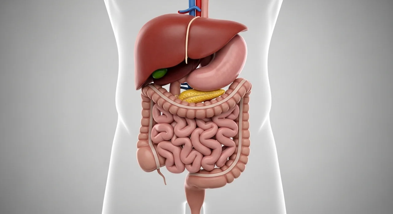 통증 위치에 따른 의심 질환 (오른쪽 vs 왼쪽)