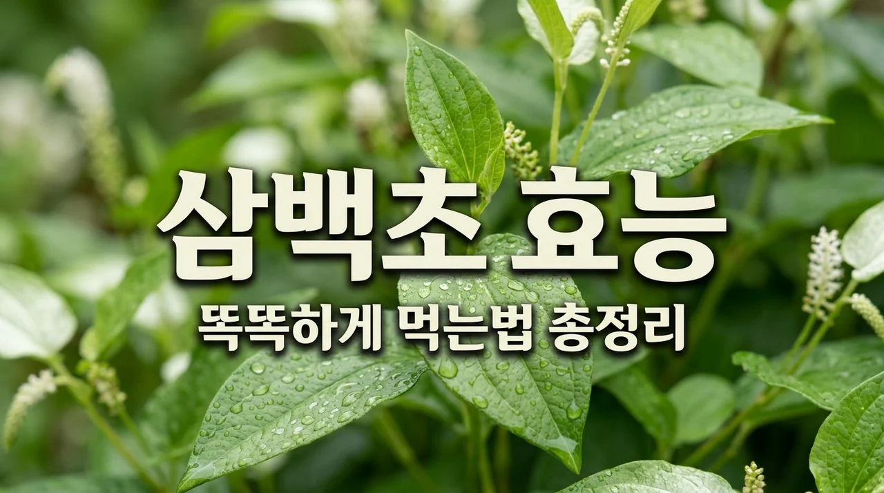 삼백초효능 7가지와 부작용 | 먹는법 추출물 퀘르세틴 가이드