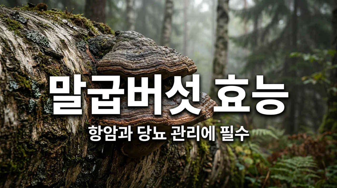 말굽버섯 효능 5가지 총정리! 항암·당뇨·면역력 관리와 차 끓이는 법