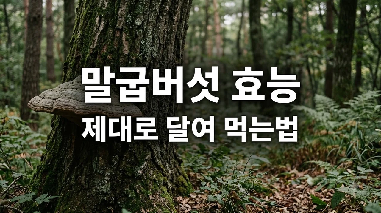 말굽버섯 효능 5가지와 부작용, 달여 먹는 올바른 방법 총정리